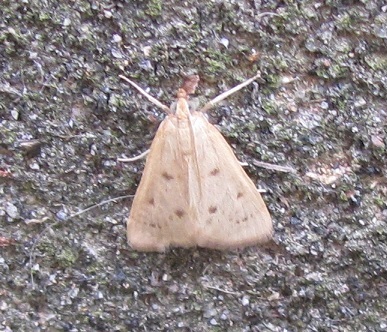 Achyra nudalis (Crambidae)